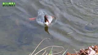 野鳥の身近な暮らし カワアイサ潜る様子・カワラヒワの水浴び
