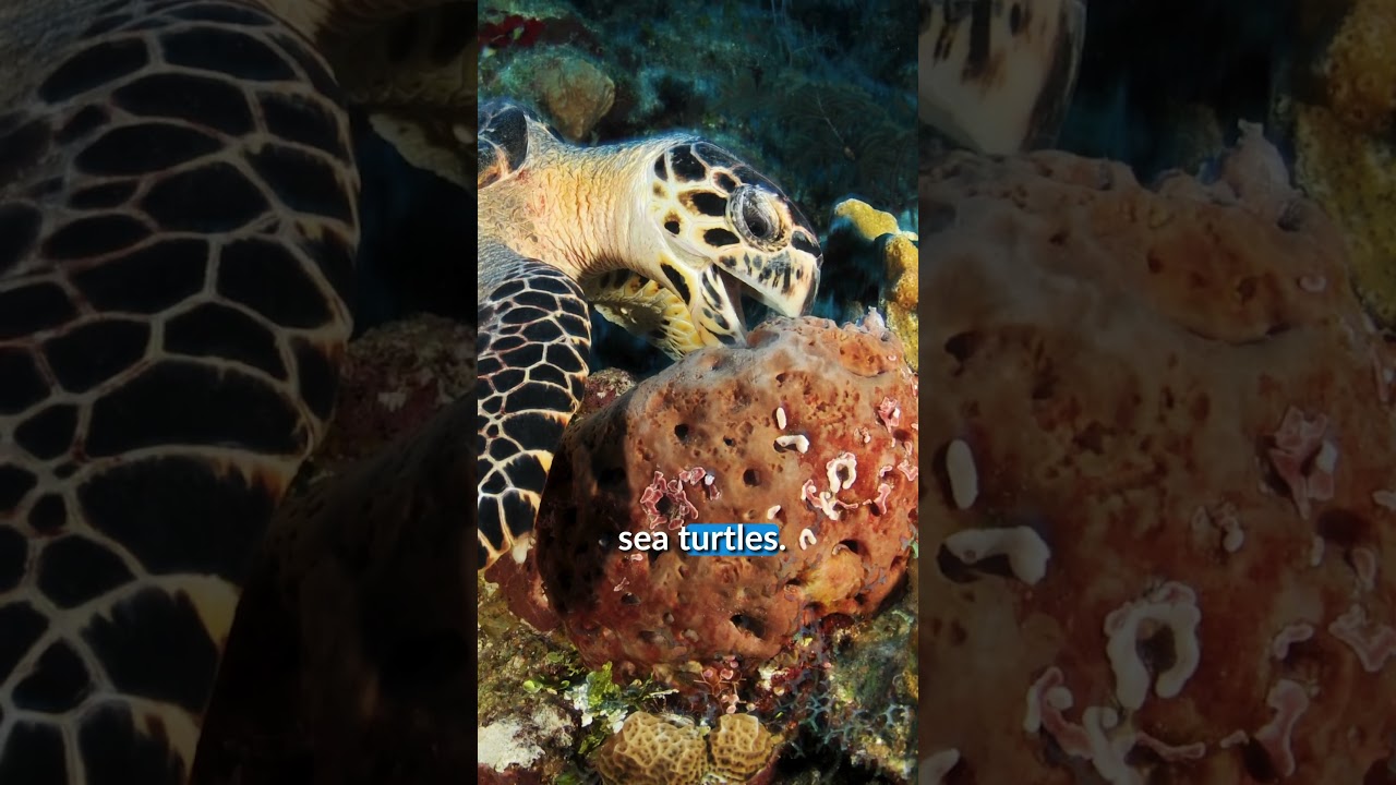 What do hawksbill turtles eat?