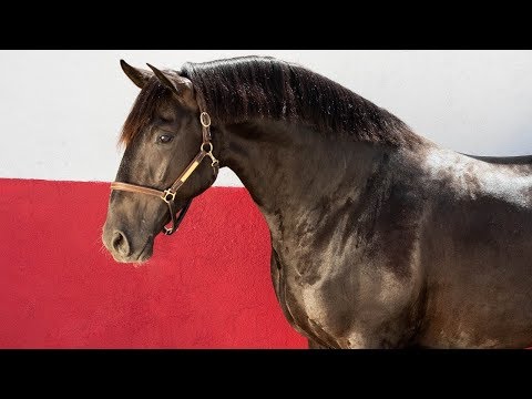 **SOLD** 2015 Black Lusitano (REF#358)