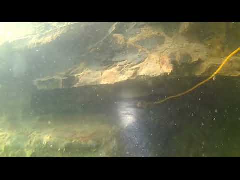 river EEL spearfishing..