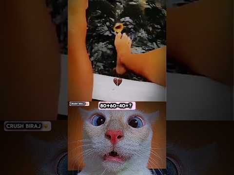 Which country is this?#cat #meme #dance