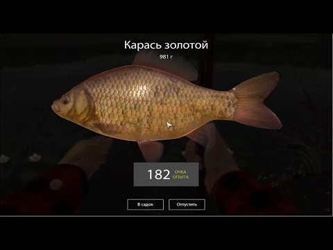 Русская Рыбалка 4 (Russian Fishing) Карась золотой на Комарином