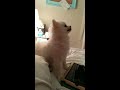 Spitz Alemán de Pomerania y Keeshond - Epic Pomeranian Puppy sneeze (Original)