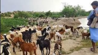 Goats boy is walking with goats 💪😜