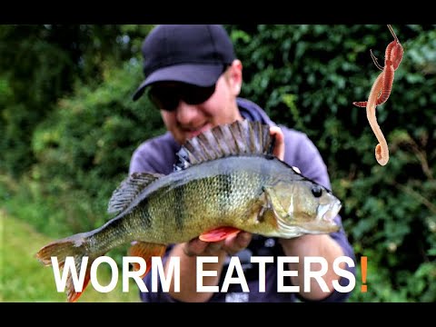 Big Perch Like Worms