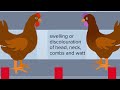 Australian Eggs - On-farm disease ID animation