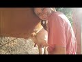 Milking Chat Whats New On The Homestead