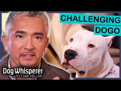 Intimidating Dogo Argentino Is Impossible To Restrain! | Dog Whisperer With Cesar Millan