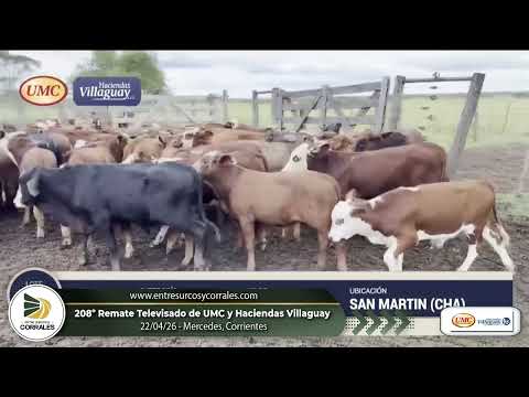 22-04-26 - 208º Remate Televisado de UMC & Haciendas Villaguay -  Mercedes, Corrientes