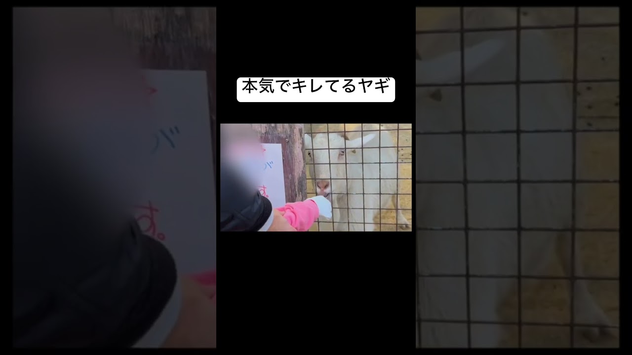 メルヘン村の凶暴なヤギ