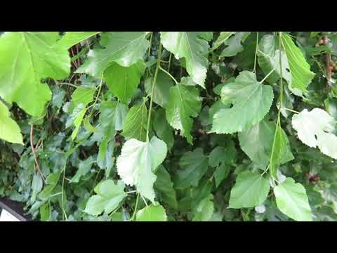 Morus alba 'Pendula' morušovník bílý