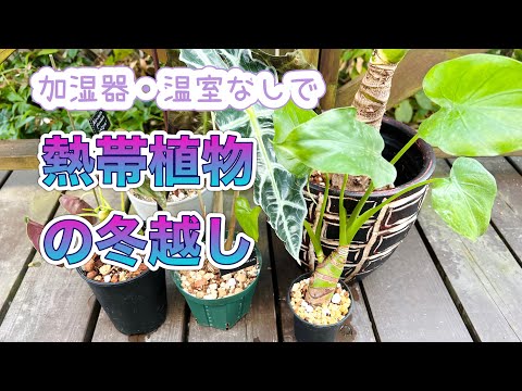 園芸 温室内の水やり管理