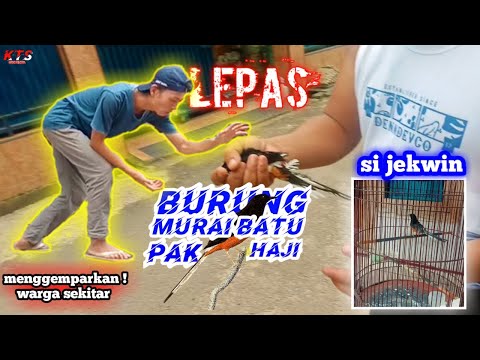 heboh-penangkapan-si-jekwin-burung-murai-kesayangan-pak-haji