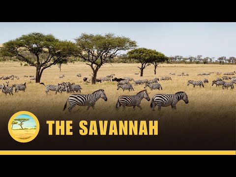 The Savannah Biome
