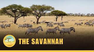 The Savannah Biome
