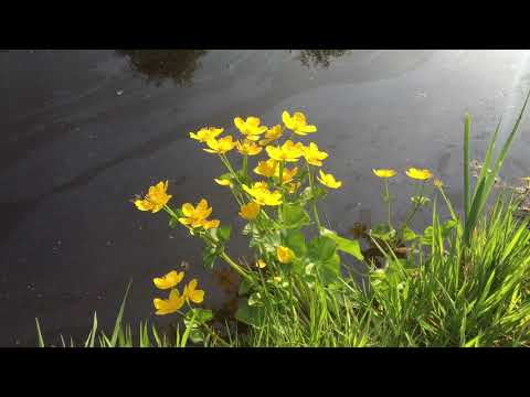 upsammy - It Drips (Official Video)