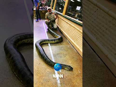 Before VS After Animal Transformation Amazing Animals Transformation | PART.26#animals#cutepets