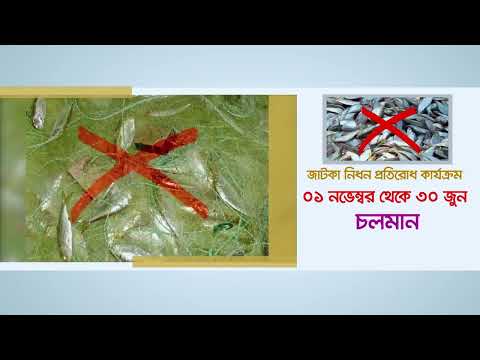 জাটকা সংরক্ষণ সপ্তাহ ২০২৫ এর টিভিসি-১