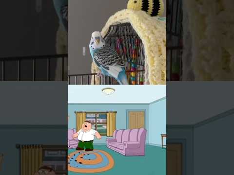 Me everytime I see a bird #birds #beautiful #funny #birdybirds #show #tv #old #cartoon #budgies #fun