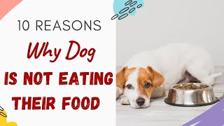 Why is My Dog Not Eating His Food (10 reasons answered & Explained)