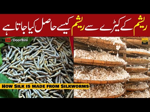 How Silk is made from Silkworms in Urdu&Hindi | Door Bini 2021