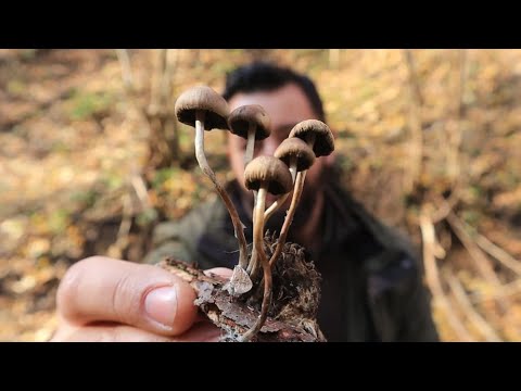Psilocybe serbica Magic Mushshrooms