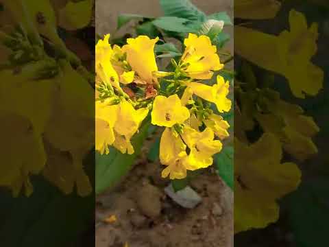 Flowers Plant For Home Garden | Flowers Plant Short #Flowers #Plant #Garden
