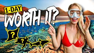 Komodo's Best in ONE DAY?! Here's What We Found! | Scuba Diving Komodo National Park