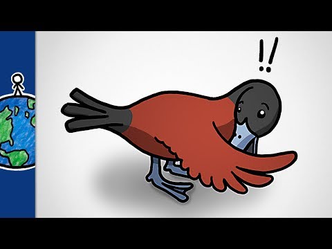 なぜ鳥のペニスはとても奇妙です (Why Bird Penises Are So Weird)