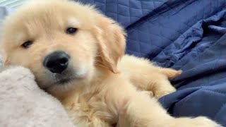 - Living alone and a puppy's relaxing life