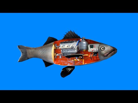 How a fish works
