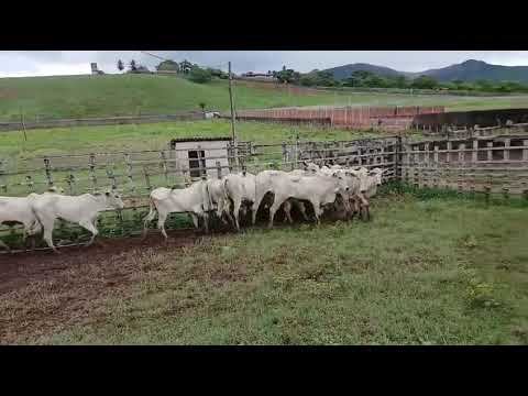 PROMOÇÃO 18 Garrotas Nelores: 2.100 reais cada em Serraria/ Paraíba. Whatsapp 84 99810 2784*#gado 