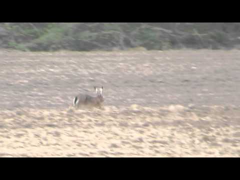 Zając, 22.04.2014 r., Domanice