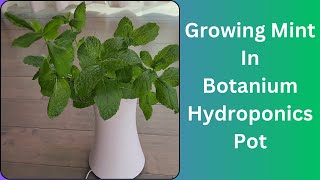 Growing Mint in Botanium Hydroponics Pot (Peppermint)