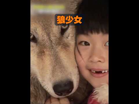 オオカミは飼い慣らせるのか？ #動物 #animals #癒し #動物プロダクション