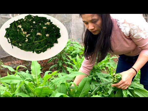 Chế biến rau bồ công anh xào tỏi và tác dụng của rau bồ công anh là gì?