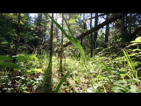 nature video by najmul naim