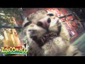 Powerhouse Zoboomafoo WildBrain Movies For Kids