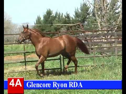 Lote 4-A: Glencore Ryon RDA  - HARAS RINCON DEL AGUARA - LOS MONTEROS - 5-10-13