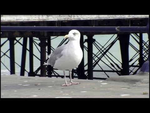 Čajka sledová (Larus argentatus) — popis druhu a charakteristické znaky