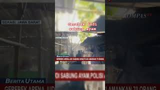 Download lagu gerebeg judi sabung ayam #ayamjago #shortschallenge #beritaterkini #hobyayam mp3