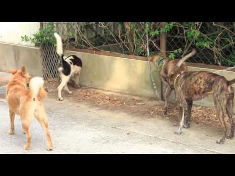 Samiya with other dogs