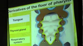 3) Dr. Doaa 23-02-2015 [ Palate, Tongue and Thyroid]