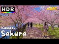 4K HDR Japanische Kirschblüten 2022 Kawazu Sakura