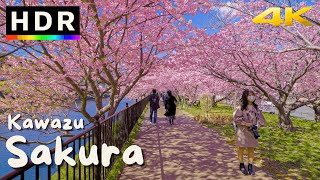 Download lagu 4K HDR Japan Cherry Blossoms - Kawazu Sakura mp3
