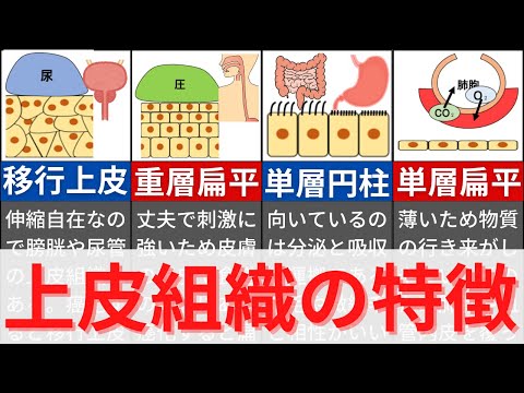 パンファギ科について詳しく解説