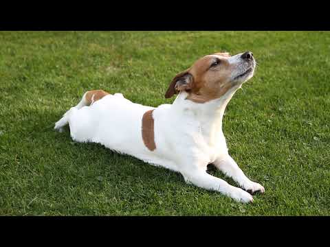 Jack Russell howling