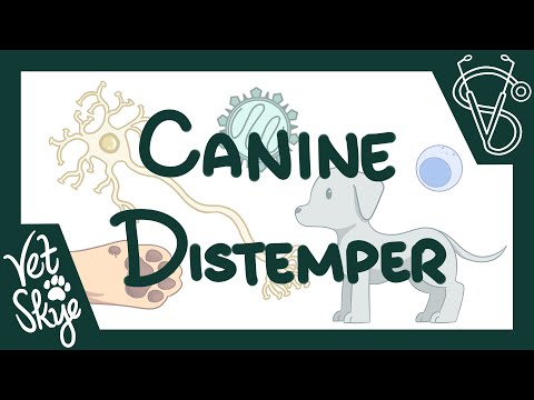 Canine Distemper - cause, pathophysiology, clinical signs, diagnosis, treatment, prevention