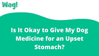 Is It Okay to Give My Dog Medicine for an Upset Stomach? | Wag!