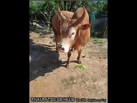 Thaum Tsis Sib Hlub ▪︎ Nuj Xeem Vaj